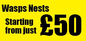 SPECIAL OFFER: Wasp Nests Removed from just £50